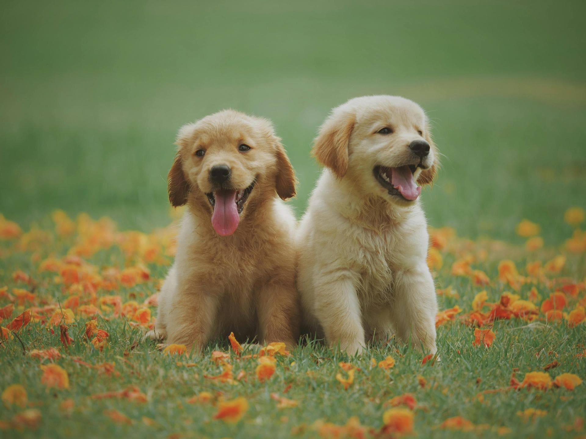 Annual Vaccination With Kennel Cough Prices in Doncaster
