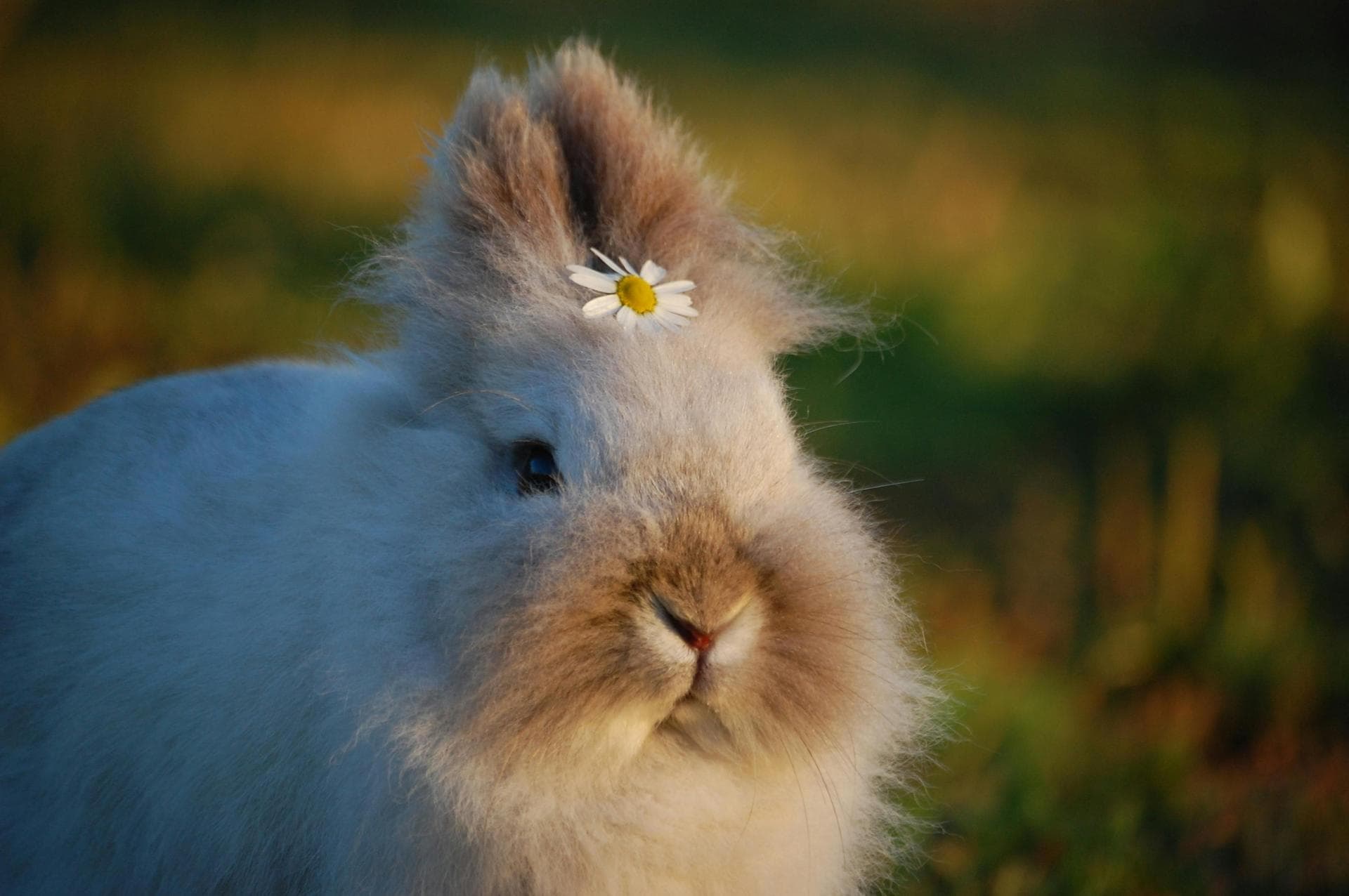 Guinea Pig Spay Castrate Neutering Prices in Doncaster