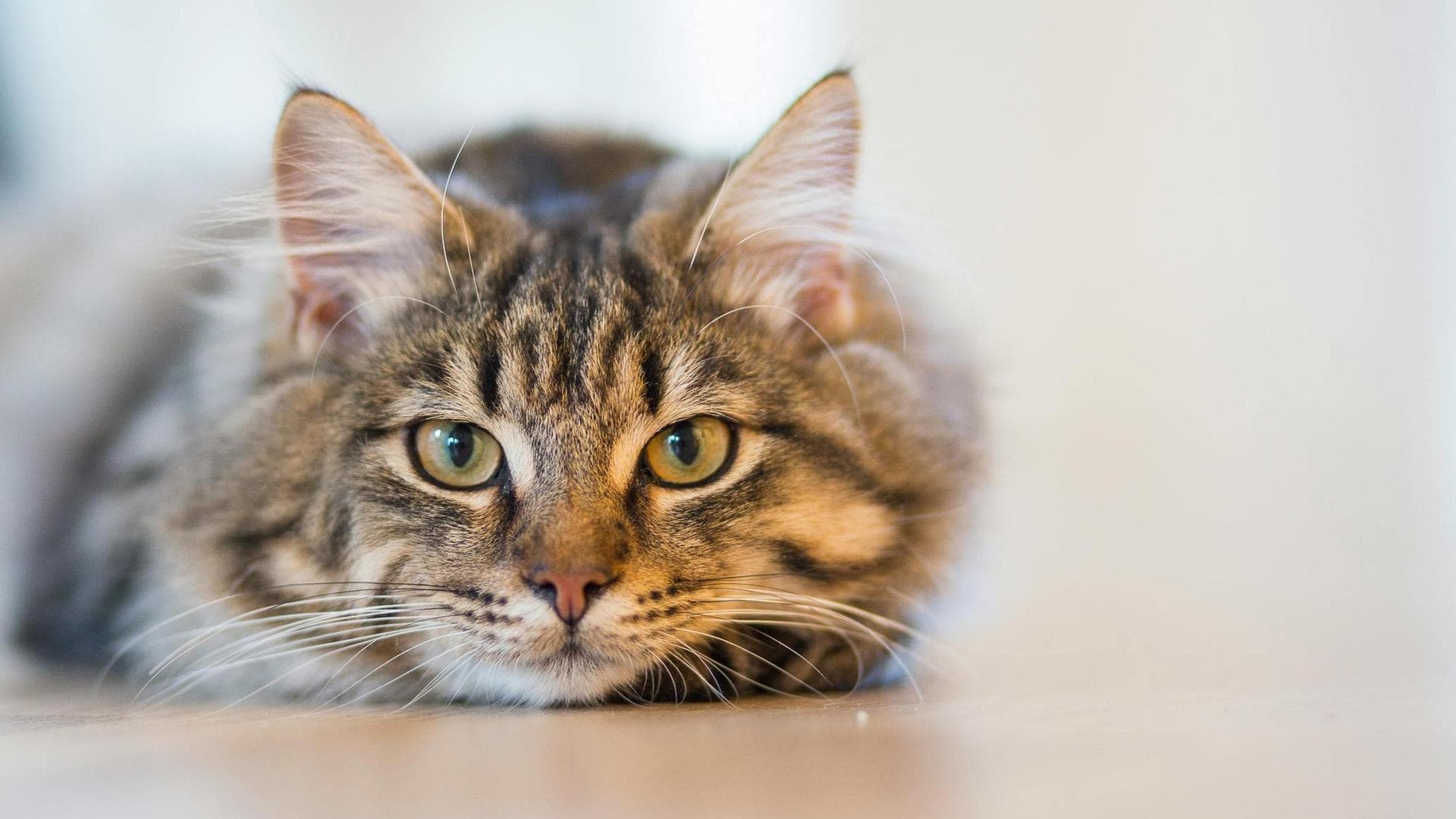 Cat Cremation Prices in Doncaster