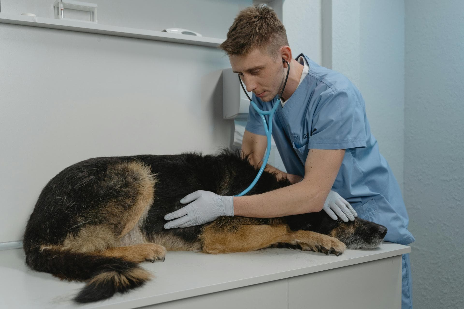 Cat Spay Castrate Neutering Prices in Doncaster
