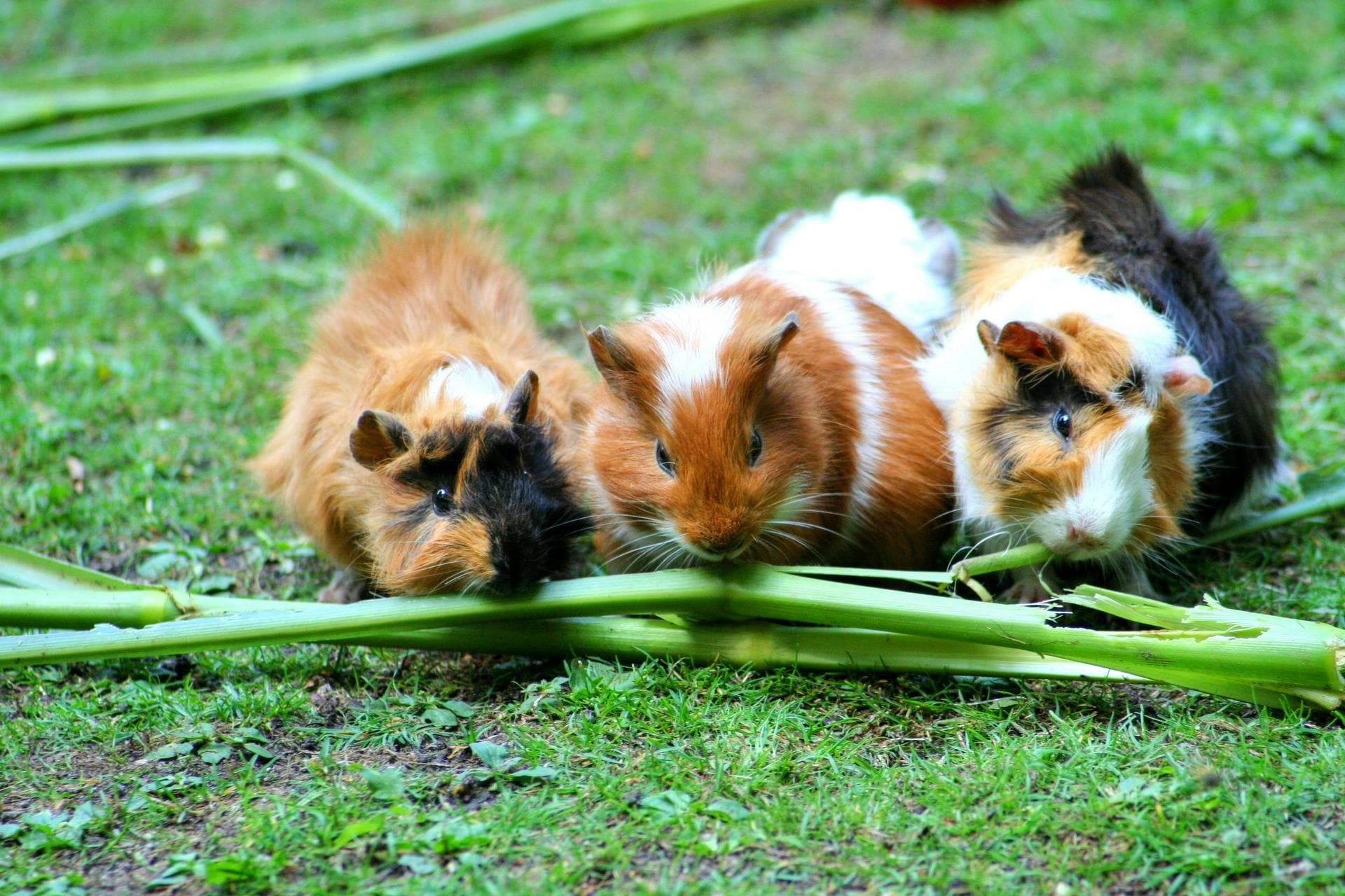 Three guinea pigs eating outdoors