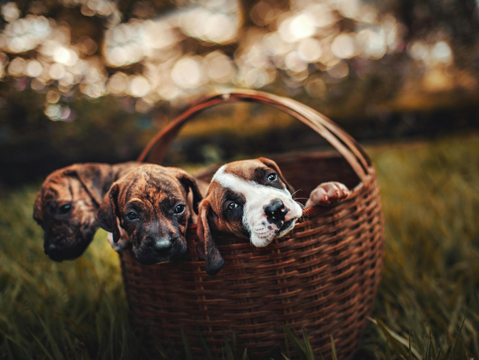 Combined Myxomatosis & VHD Vaccination Prices in Doncaster
