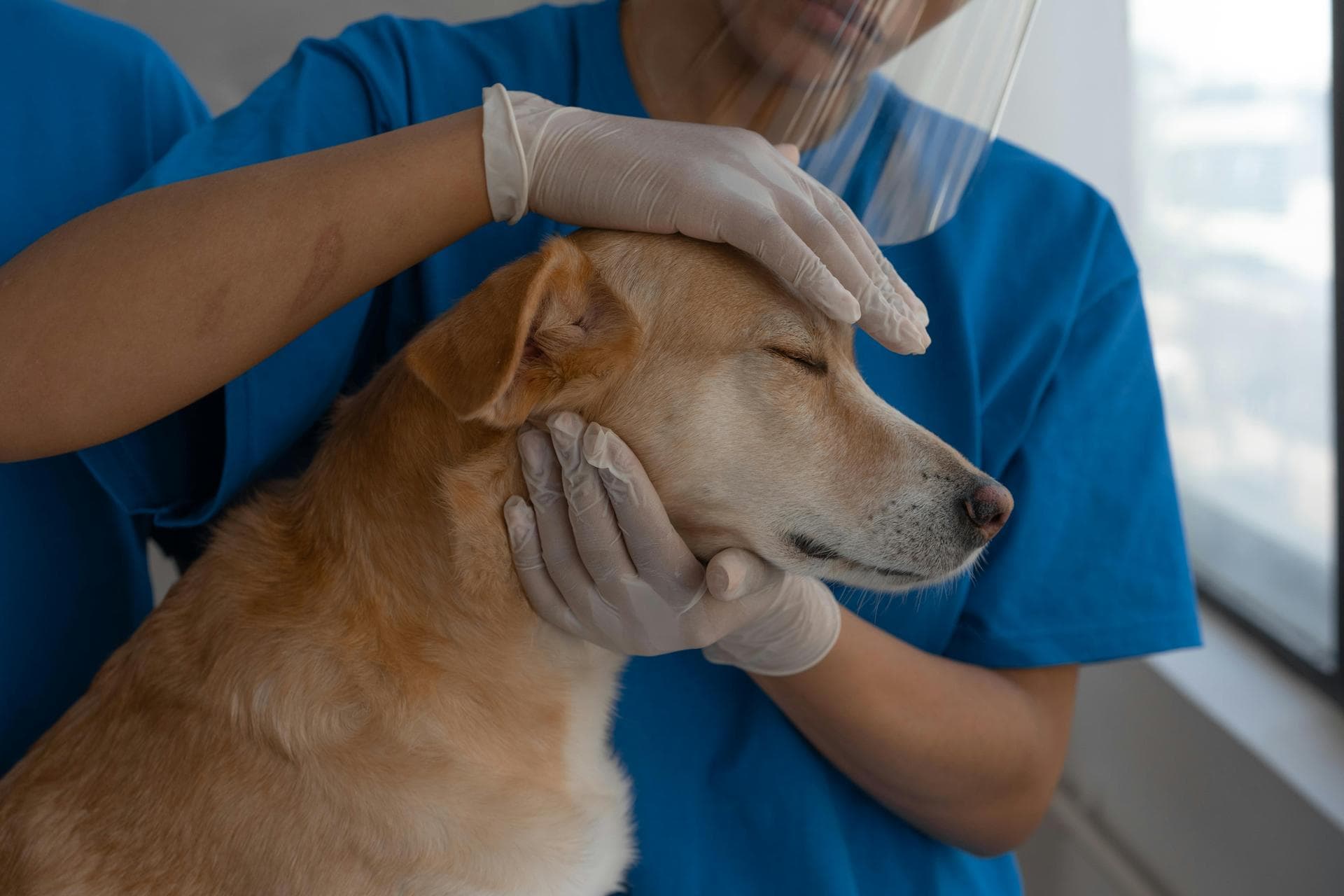 Dog Neutering Prices in Doncaster